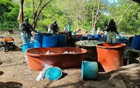 Autoridades desmantelan 4 narcolaboratorios en Guerrero y Michoacán, informa García Harfuch