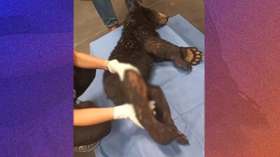 El pequeño espera a algunos estudios para saber si será operado