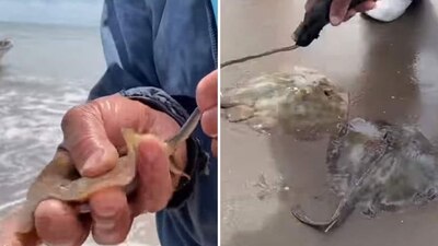 Tras quitarles el aguijón, las mamntarrayas tardan entre 4 y 6 meses para regenerarlo