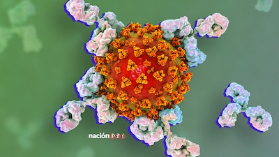 Un estudio reveló que los pacientes que se contagiaron de COVID tienen anticuerpos por lo menos durante 6 meses