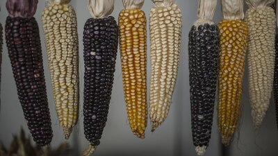 La disputa por maíz podría dificultar temas de migración y el tráfico de fentanilo