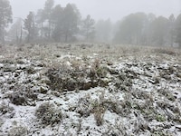 VIDEO| “Chulada”: municipio de Nuevo León se cubre de nieve tras varios frentes fríos