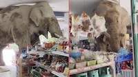 VIDEO: Elefante hambriento irrumpe en una tienda para robar plátanos y galletas