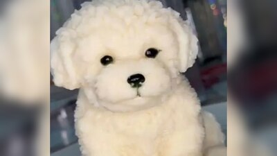 El precio por las gelatinas va desde los 90 hasta los 500 pesos mexicanos