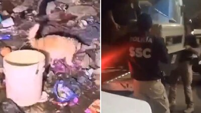 Los animalitos fueron revisados y puestos en adopción para darles una nueva oportunidad