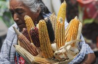 Sheinbaum va por reforma constitucional para prohibir la siembra de maíz transgénico