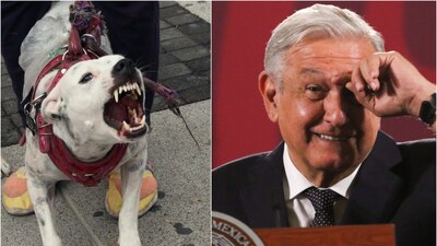 En una de sus giras se le vio cargando a un cachorro al que incluso, le hizo cariños