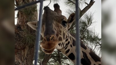 La jirafa está cada vez más cerca de ser trasladada a Puebla