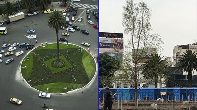 Tras la enfermedad de la Palma, se decidió planar otras especies