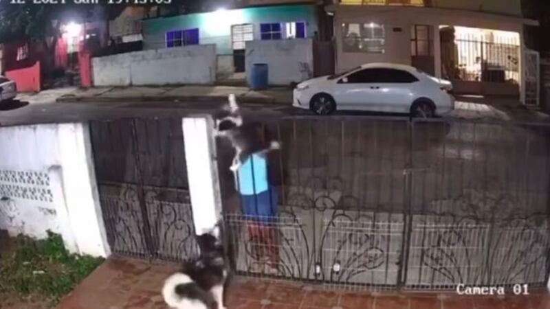 Mujer roba a perrito en Tamaulipas; lo vende en 200 pesos