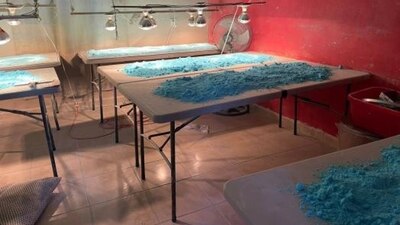 Autoridades de eu insisten en que el fentanilo se produce en suelo mexicano