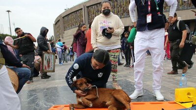 Al perrito le fueron tomados sus signos vitales hasta que se reicorporó