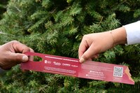 Edomex invita a comprar árboles de Navidad en los más de 200 sitios certificados