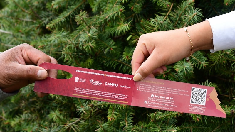Edomex invita a comprar árboles de Navidad en los más de 200 sitios certificados