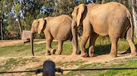 VIDEO: Elefantes rodean a crías para protegerlas de un sismo en San Diego