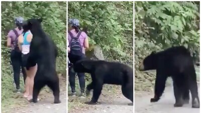El animal se hizo 'famoso' luego de que fuera captado rondando a los visitantes del Parque Chipinque