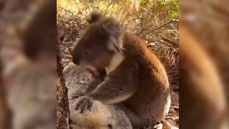 VIDEO: Koala llora la muerte de su compañera; conmueve a rescatistas