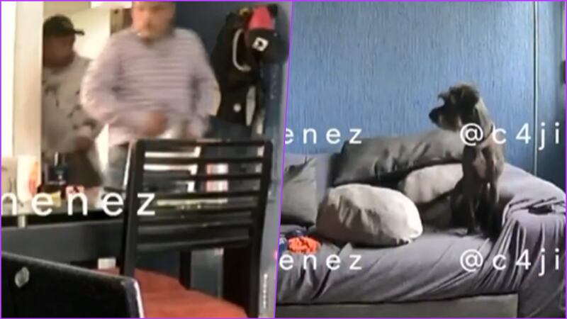 Ladrones saquean departamento en la GAM; perrito guardián solo les ladró