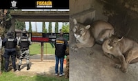 Aseguran zoológico clandestino en Chalco; albergaba a felinos y especies silvestres