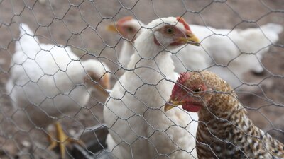 El mandatario rechazó que exista riesgo para las personas por el virus