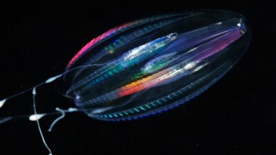 Estos ejemplares son, en realidad, ctenóforos, no medusas