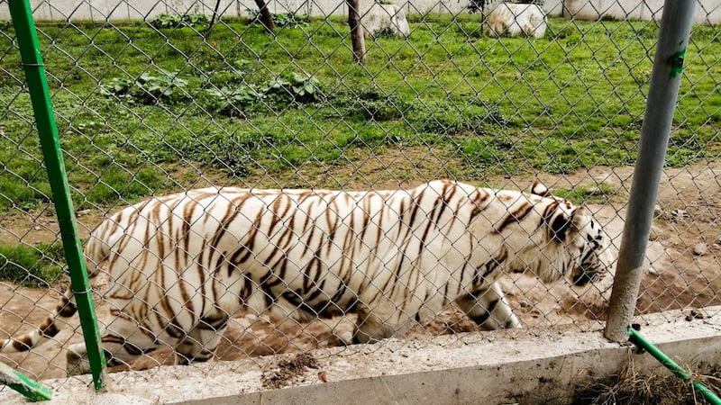 Se escapa tigre de zoológico en Puebla y lo hallan muerto tras deslave por lluvias