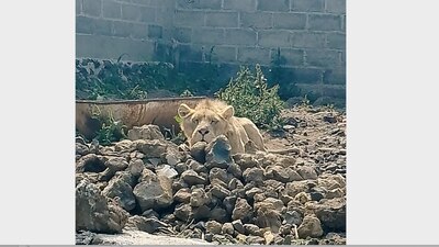 Tras el hallazgo, se dio aviso a la Procuraduría de Protección al Ambiente para que acuda al lugar
