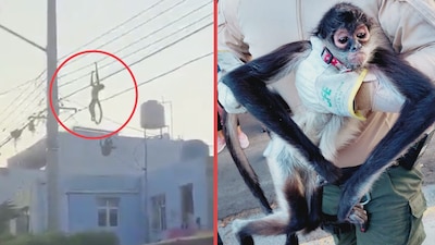 Mono araña en peligro de extinción sobrevive a descarga eléctrica en Guadalajara