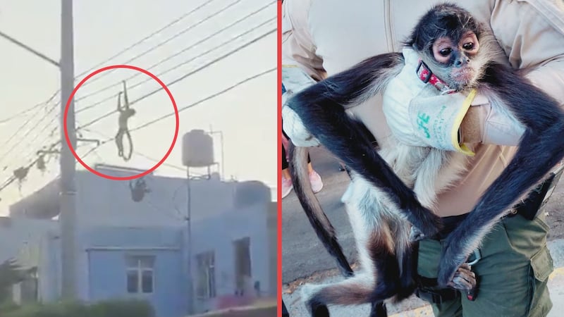 Mono araña sobrevive a descarga eléctrica tras colgarse del cableado en calles de Guadalajara