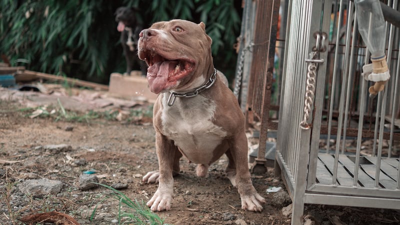 Policía auxilia a niño atacado por pitbull en su casa de Álvaro Obregón