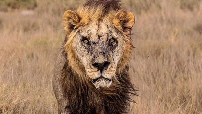 Loonkito era considerado el león libre más viejo de África