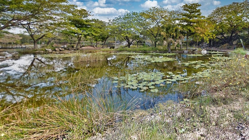 Detectan presencia de la ‘ameba comecerebros’ en 6 cuerpos de agua en Yucatán