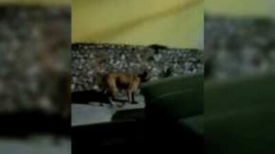 Un perrito fue grabado cuando llevaba en su hocico los restos que dejaron los sicarios