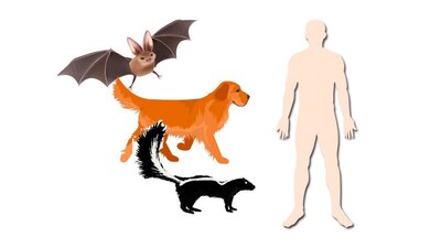 Las autoridades activaron una alerta sanitaria y permanecen atentos a cualquier desarrollo de la enfermedad