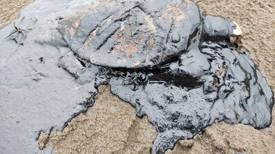 Además hay al menos 2 kilómetros de playa contaminada