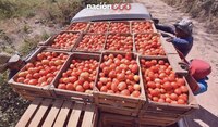 EU confirma arancel de 17.09% al jitomate mexicano