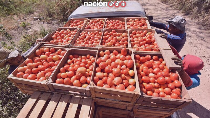 EU confirma arancel de 17.09% al jitomate mexicano