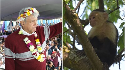 Tatiana subió una parodia de las encuestas electorales rumbo a la Presidencia... y sí, sale el mono capuchino