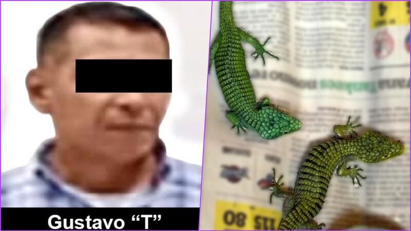 Cae traficante de reptiles con casi 300 ejemplares en peligro de extinción en el AICM