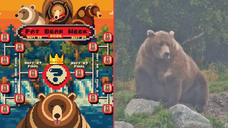 ¡A comer salmón! Comienza la Semana del Oso Gordo en Alaska; 16 ejemplares buscarán la corona