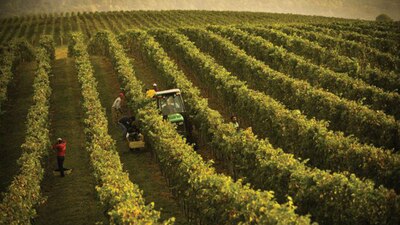 Uno de los viñedos de la familia Trump está buscando a trabajadores de otros países para trabajar en sus tierras