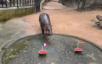 Hipopótamo viral de Tailandia predice un Inglaterra vs. Francia en la final del Mundial