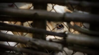 En el Edomex hay varias sanciones por este delito