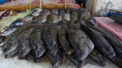 'Mojarra' es el nombre que reciben algunos tipos de pescado, explica un diccionario gastronómico