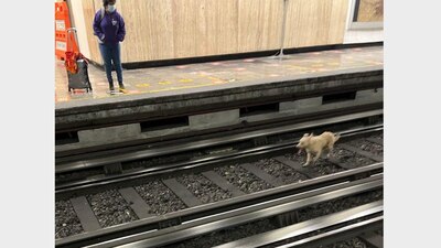 El lomito será llevado al Centro de Transferencia Canina pasa ser adoptado