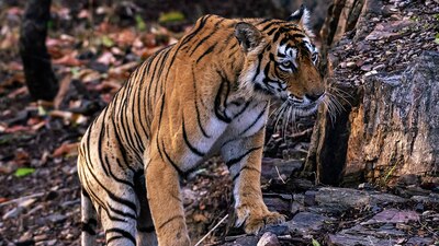 La tigresa ya fue rescatada y valorada por veterinarios de Culiacán