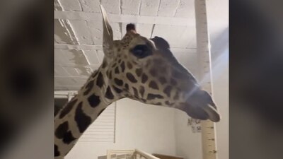 Benito está siendo cuidado por médicos veterinarios