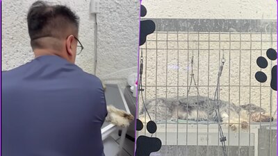 Ruffo se quedó en la guardería 'Huellitas Inn' y murió