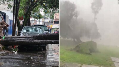 La fuerza de la lluvia y el viento arrancó árboles desde su raíz