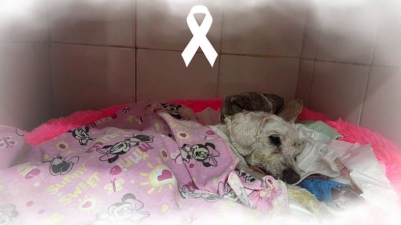 Muere ‘Chicharrón’, el perrito rescatado tras volcadura de taxi en San Antonio Abad